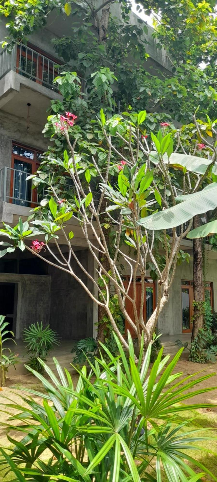 Surf Gangs Arugambay Hotel Arugam Bay Exterior foto